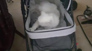 Леся и Сёма - лапочка заботливая