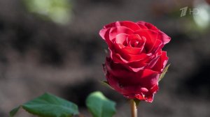 Во всех храмах Курской области прозвучал колокольный звон в память о погибших при вторжении ВСУ