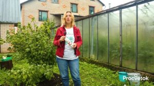 СМОРОДИНЕ ПОСЛЕ СБОРА ЯГОД ОБЯЗАТЕЛЬНО! 3 работы в августе для закладки огромного урожая