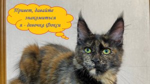 Котёнок мейн-кун Девочка Фокси