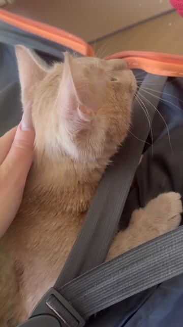 #кот #котик #котята #любовь #тренд #лето #грусть #печаль #красота #котята #топ #радость #мяу #расста смотреть онлайн