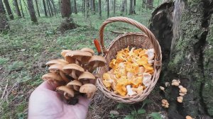 💥ГРИБЫ ЗАПОЛОНИЛИ ЛЕС в ПОДМОСКОВЬЕ 6 Августа 2025👉Лисички, Ежовик Жёлтый, Опята, Грузди🌲🍄🌳