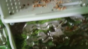 видео про муравьёв