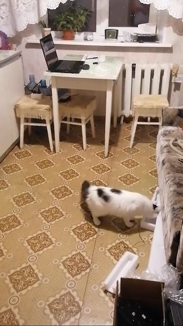 Кот играет Shorts