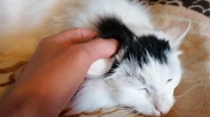 Кот Сёма на кровати!