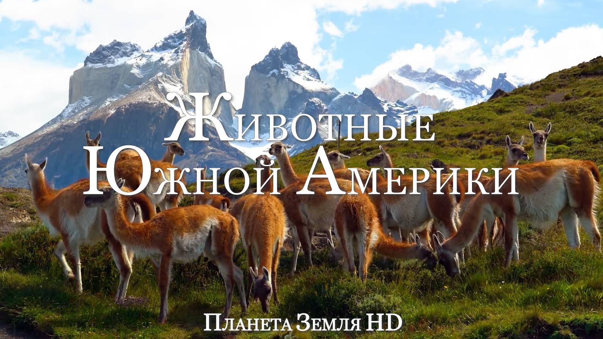 Животные Южной Америки HD - Живописный фильм о дикой природе с успокаивающей Музыкой