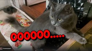 К КОМУ ПРИЕЗЖАЛА М.С.Н . К ВОЛОДЕ  ИЛИ К КОТУ ?