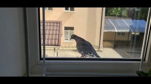А Вова выйдет гулять ? ( одинокий голубь на карнизе за окном)