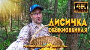 В Жару Пошёл В Лес И Набрал Грибов Лисичек Обыкновенных И Немного Маслят. Cantharellus Cibarius.