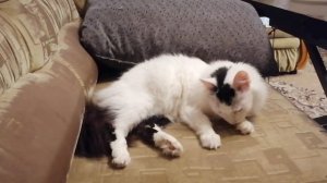 Кот Сёма моется!