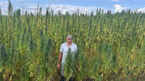 Подготовка почвы под будущий посев технической конопли