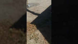 VID_20250806_113949.mp4