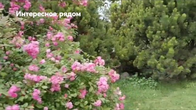 Цветы летние утром красивые. Геленджик.