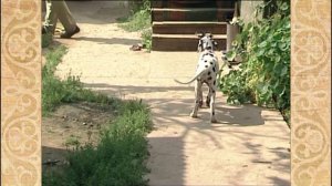 Непрофессионалы. Фермеры