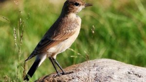 Пение птиц. Птицы. Пение птицы Каменка обыкновенная для восстановления сил