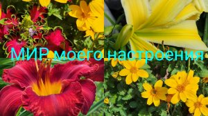 03.08.25 Дача.Биденс из своих семян,яркие расцветки для цветочных композиций.