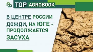 В центре России дожди, на юге - продолжается засуха | TOP Agrobook: обзор аграрных новостей