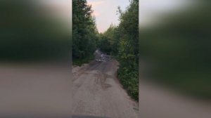 В Нягани медведи выходят на дороги и пугают водителей