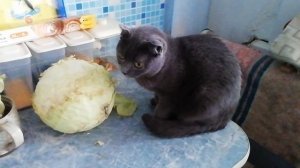 Кот-вегетарианец