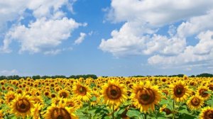 СП Добиваю недовязы 4/2025 Отчёт 30 с Мариной Стоговой