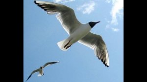 Ричард Бах. Чайка по имени Джонатан Ливингстон. Часть 1-4