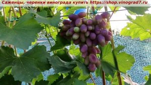 Виноград 3.08.2025 года- КРАСАВА. Окрашивается, созревание планирует к 15 августа.