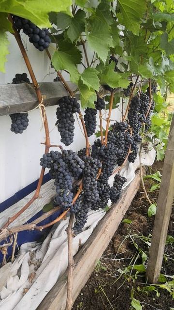 Виноград Триумф Эльзаса. Сентябрь 2024г. Сибирь смотреть онлайн