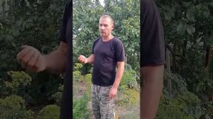 Чем подкормить морковь? Опыт агронома из Сибири.