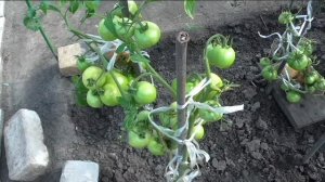Детерминантные помидоры 7 августа