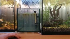 Карантин аквариумных рыбок после покупки