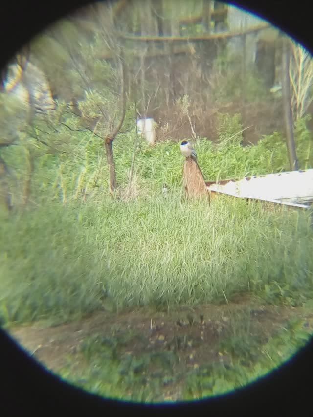 это сороки или вороны?