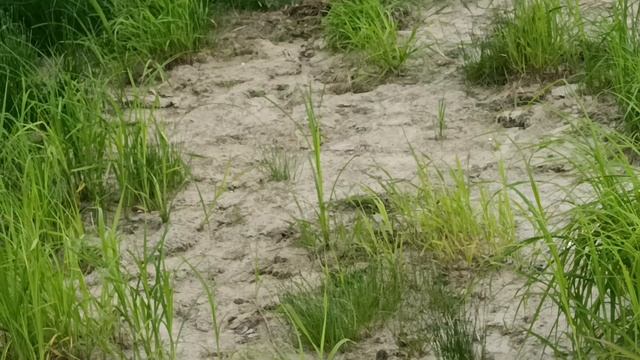 Пришел голодный лисёнок в гости. смотреть онлайн