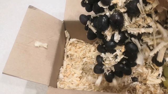 Хранение винограда зимой смотреть онлайн