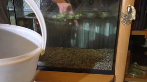 Как правильно запустить аквариум