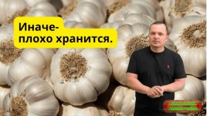 Чеснок  будет хорошо храниться хоть целый год!!!