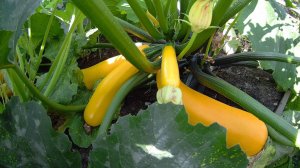 Дачная зарисовка: сбор кабачков, томатов, баклажанов и другие 2 августа