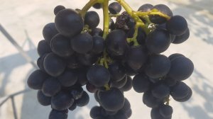 Галла трещит. И ничего с этим не сделать.