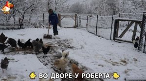 Содержание кур в домашних условиях и других птиц во дворе у Роберта 🐣🐤🦆🐔🪿🦃 (119)