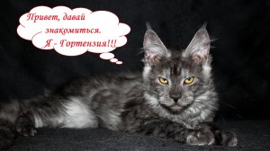 Котёнок мейн-кун девочка Гортензия