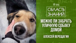 Как собаки приспособились к жизни в городе? лекция зоолога Алексея Верещагина