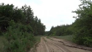 Шакинский лес. Волгоградская область