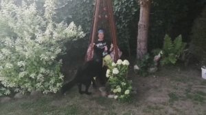 Все о гортензиях! Уход! Удобрения! Полив!