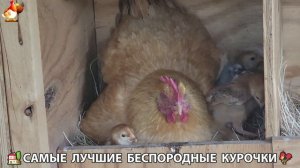 Цыплята и Курочки селяночки лучшие беспородные несушки 🥚 (227)