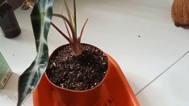 Новый эксперимент