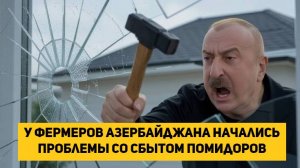 у фермеров Азербайджана начались проблемы со сбытом помидоров