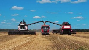 Уборка пшеницы в Чистопольском районе Татарстан