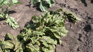 Щавель КРОВАВО-КРАСНЫЙ