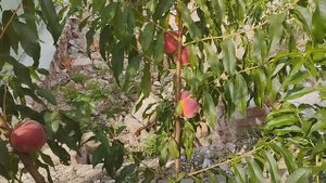 6 августа обзор персиков в Брянске.