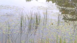 Рыбалка на карасином озере. Ловлю карася на поплавочные удочки!