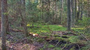 Грибная разведка старых мест любимого леса | Тихая охота 2025